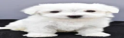 Maltese dogs for sale: Milo - Ad 3