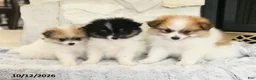 Pomeranian dogs for sale: Liam - Ad 5