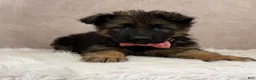 German Shepherd dogs for sale: Oma - Ad 4