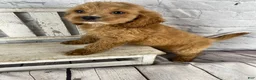 Cockapoo dogs for sale: Moose - Ad 5