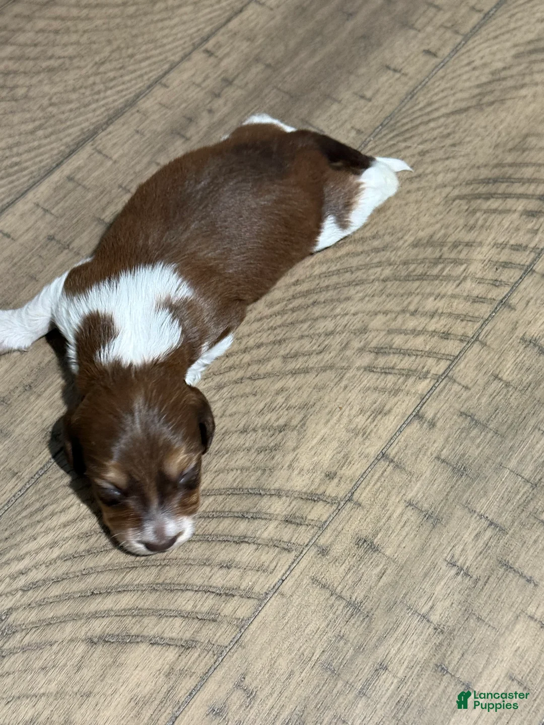 Miniature Dachshund dogs for sale: Bandit - Ad 2