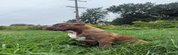American Bully dogs for sale: American Bully 1 - Ad 3