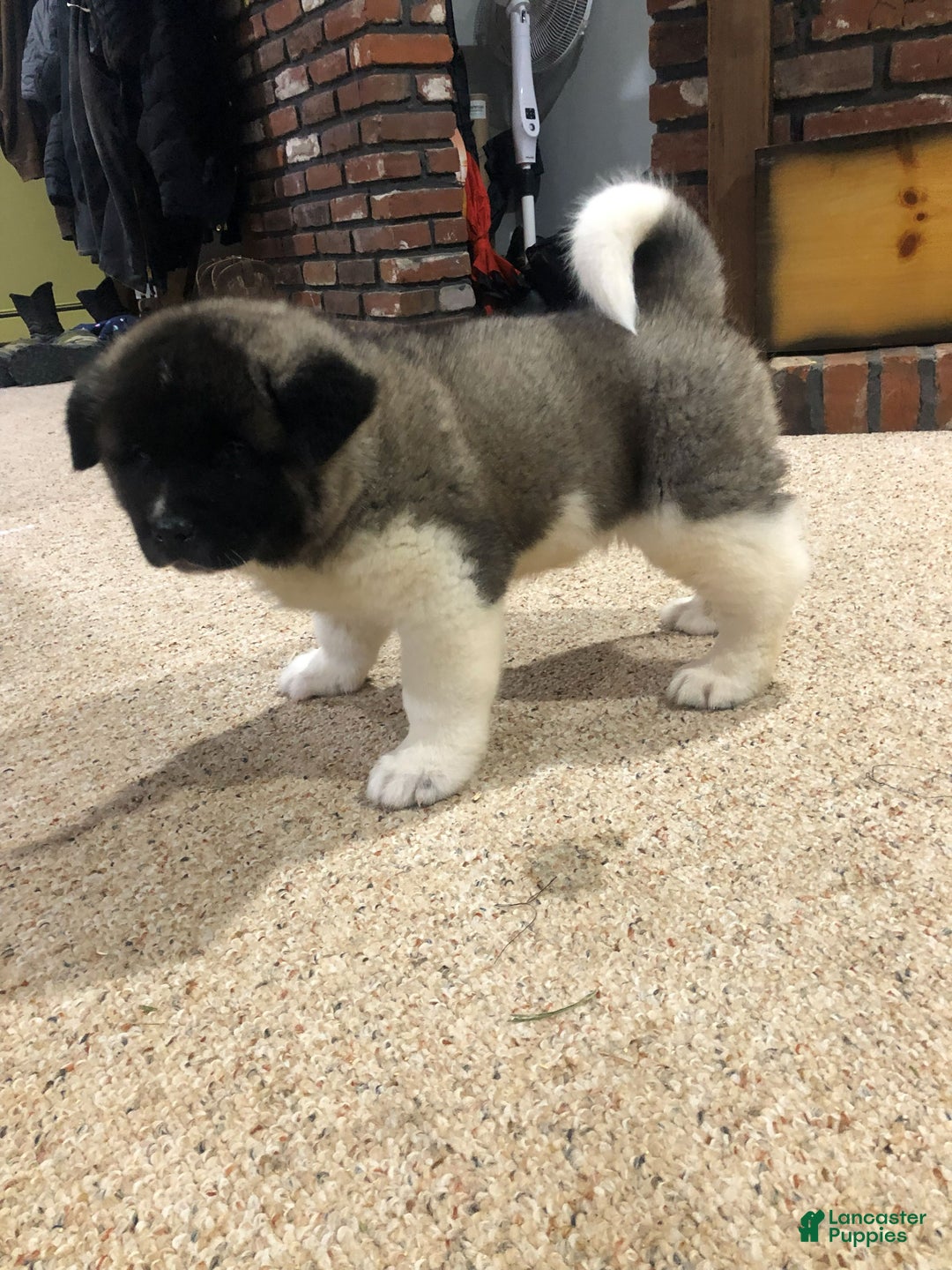 Akita dogs for sale: Buddy - Ad 2