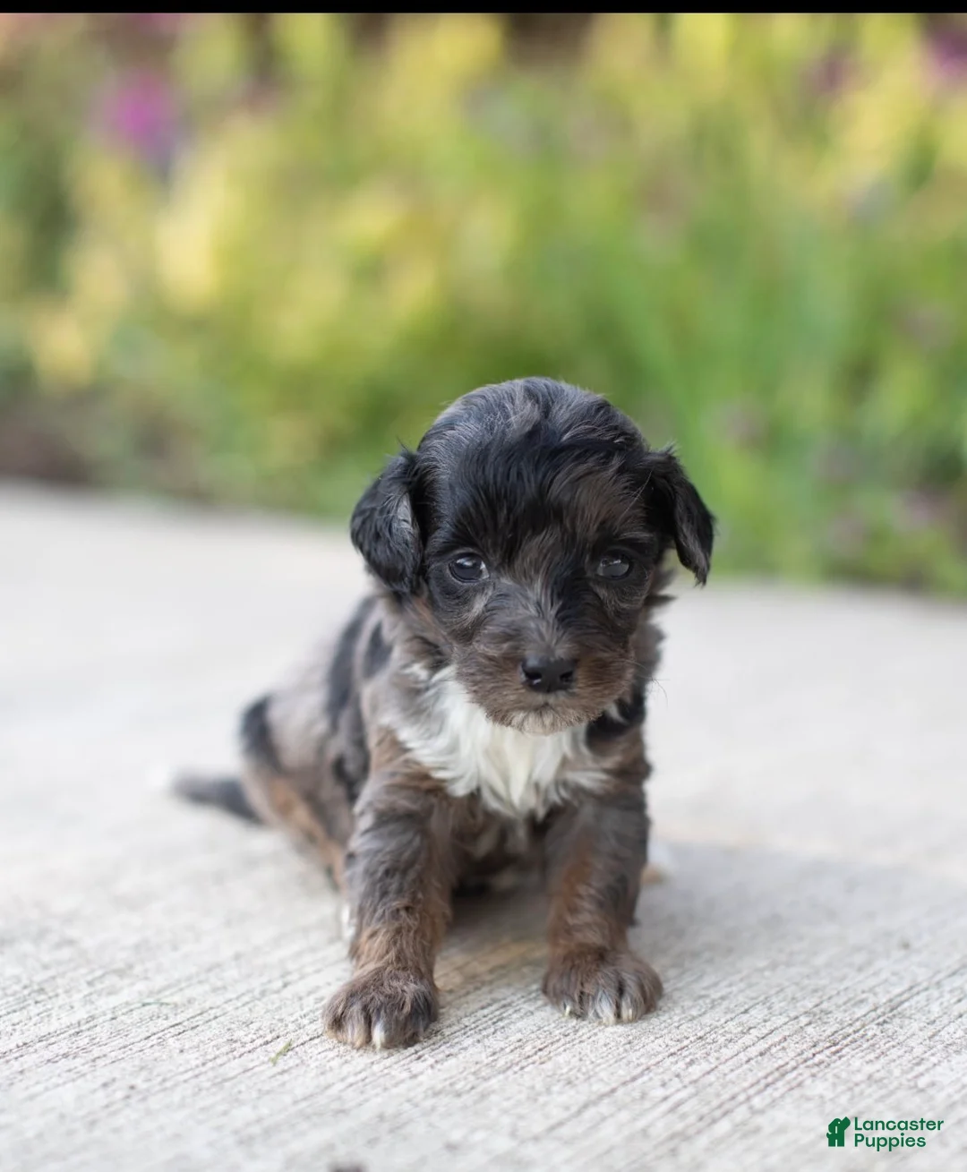 Mini Bernedoodle dogs for sale: Pearl - Ad 1