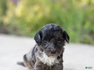 Mini Bernedoodle dogs for sale: Pearl - Ad 2