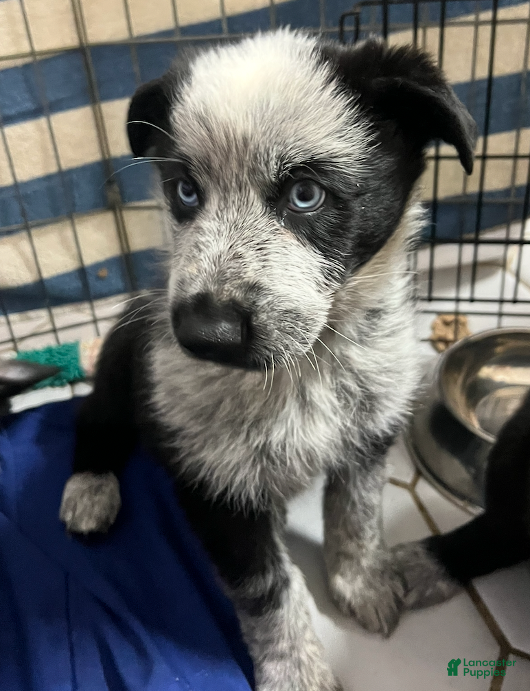 German Shepherd dogs Foxy - German Shepherd Puppy  - Ad 34