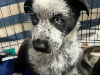 German Shepherd dogs Foxy - German Shepherd Puppy - Ad 22