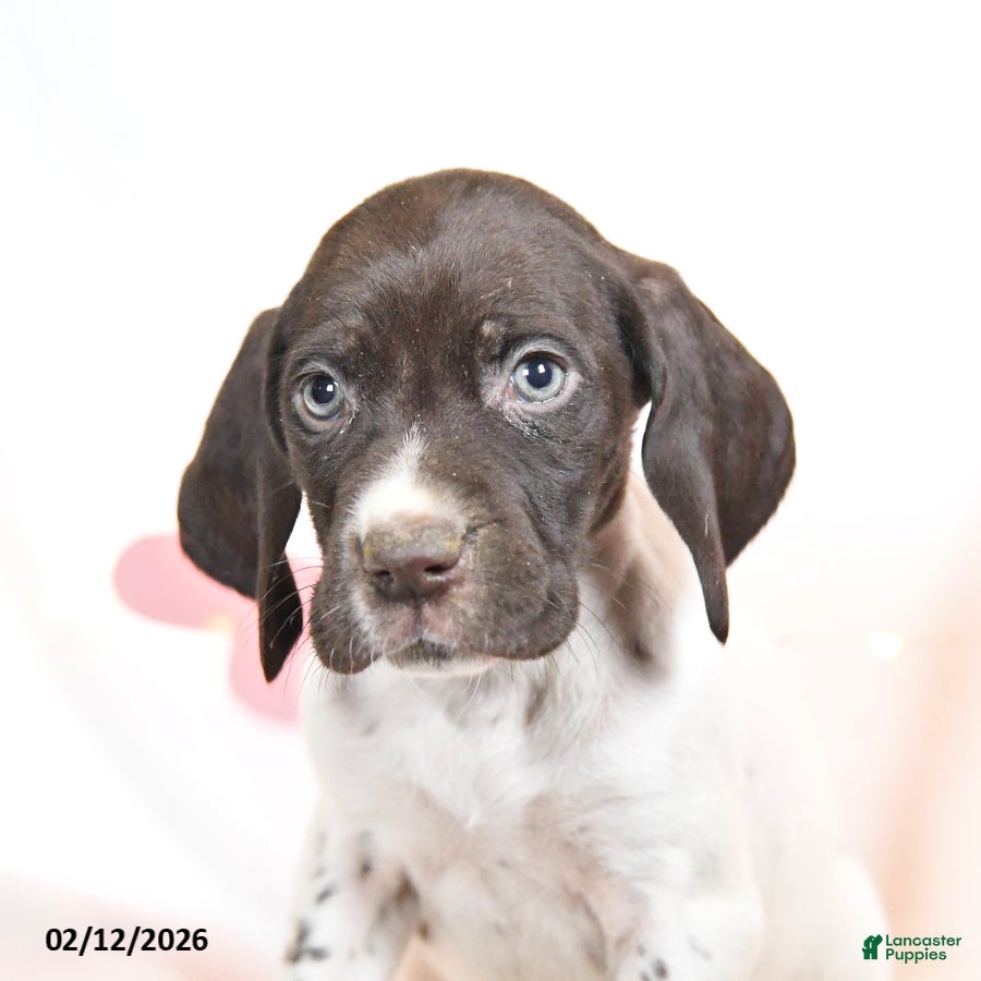 German Shorthaired Pointer dogs Rolo - Ad 2