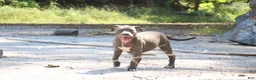 American Bully dogs for sale: Venus - Ad 4