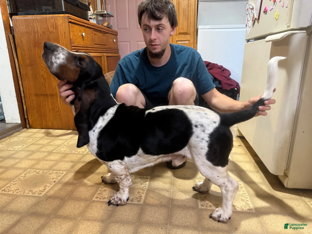 Basset Hound dogs for stud: Basset hounds  - Ad 2