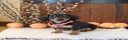 Miniature Dachshund dogs for sale: Sunny  - Ad 3