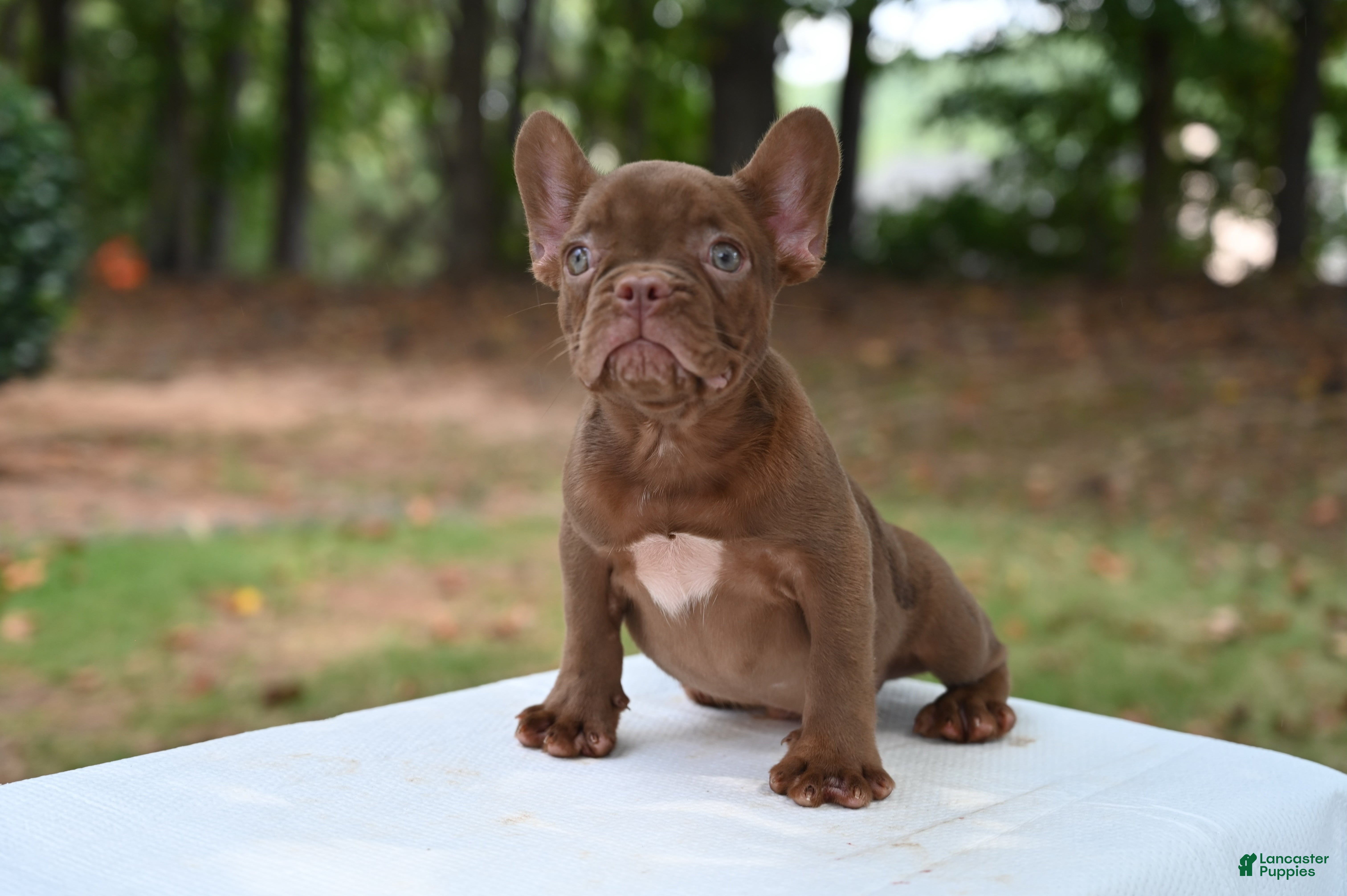 French Bulldog dogs Golden kid - Ad 1
