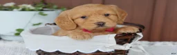 Miniature Golden Retriever dogs for sale: Miniature Golden Retriever Puppy 2 - Ad 1