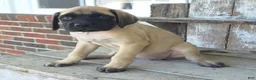 English Mastiff dogs for sale: Alexus - Ad 3