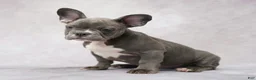 French Bulldog dogs for sale: Frank - Ad 5
