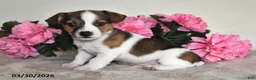 Jack Russell Terrier dogs for sale: Bobbie - Ad 1