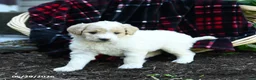 Goldendoodle dogs for sale: Pearl - Ad 3