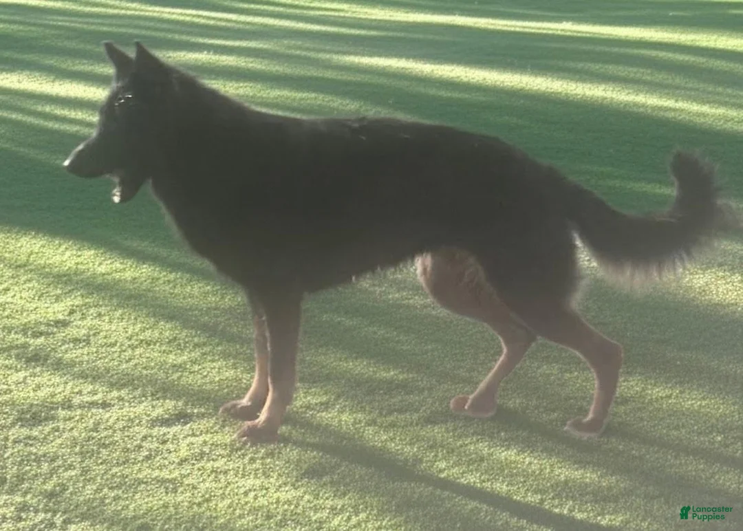 German Shepherd dogs for sale: German Shepherd 2 - Ad 5