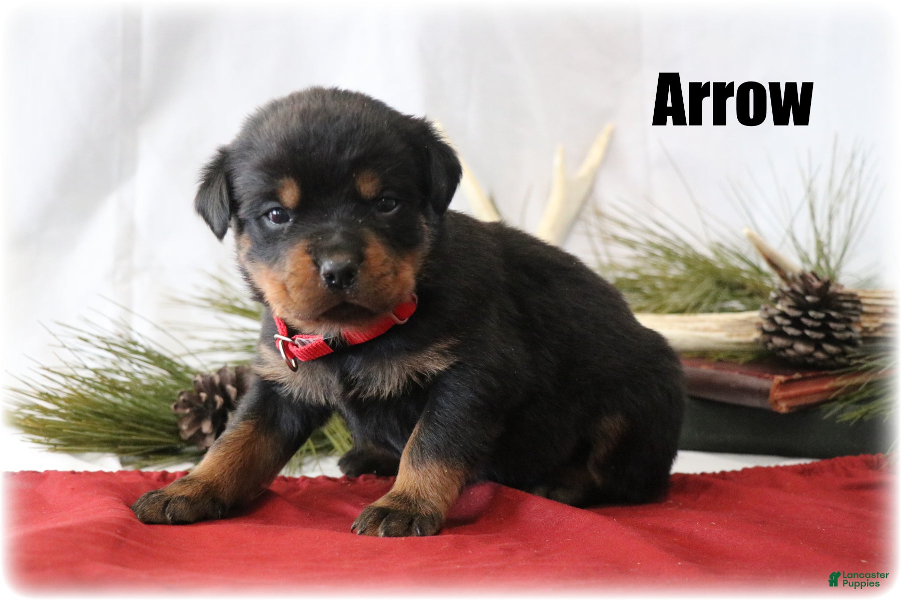 Rottweiler dogs Arrow - Ad 16