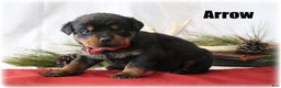 Rottweiler dogs for sale: Arrow - Ad 1