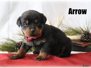 Rottweiler dogs Arrow - Ad 16