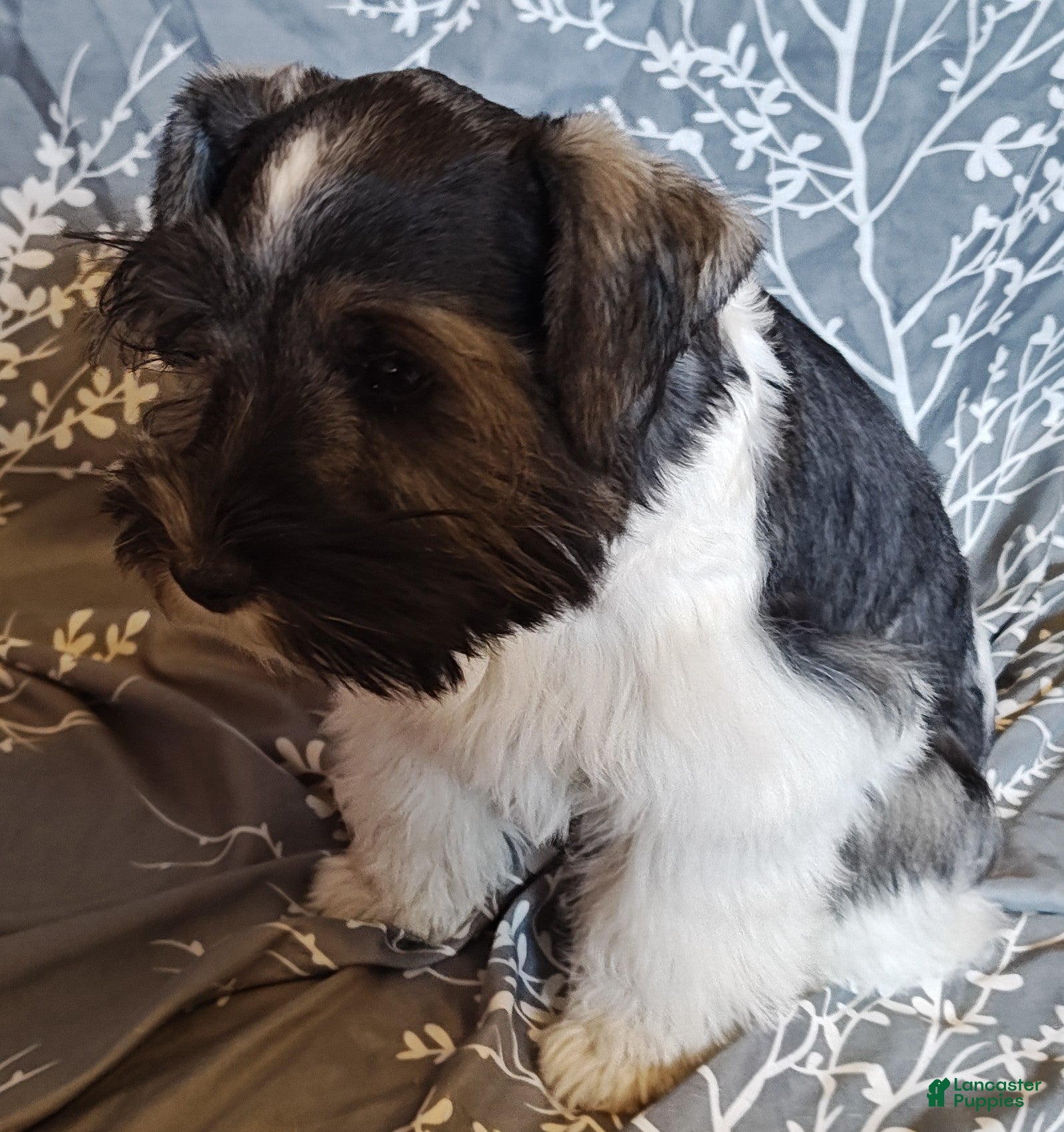 Miniature Schnauzer dogs Miniature Schnauzer Girl 1 - Ad 1