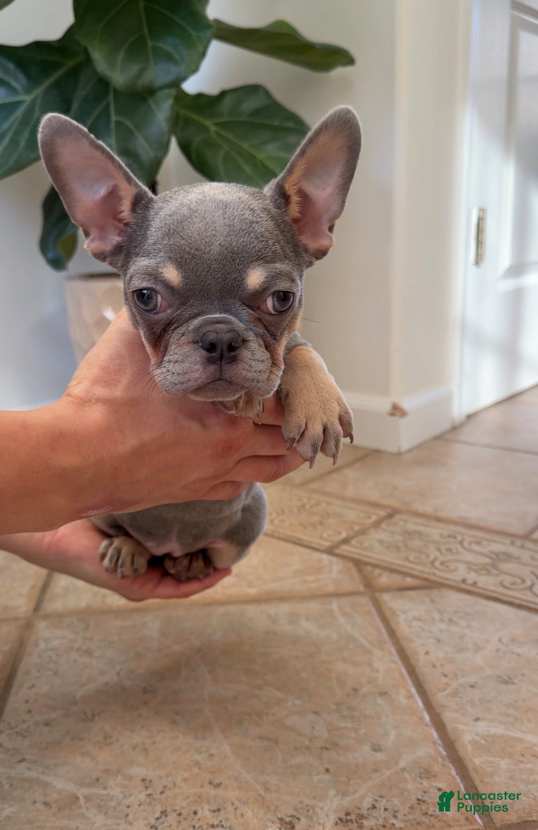 French Bulldog dogs for sale: Cherry - Ad 6