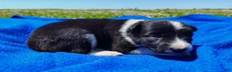 Border Collie dogs for sale: Giligan  - Ad 26