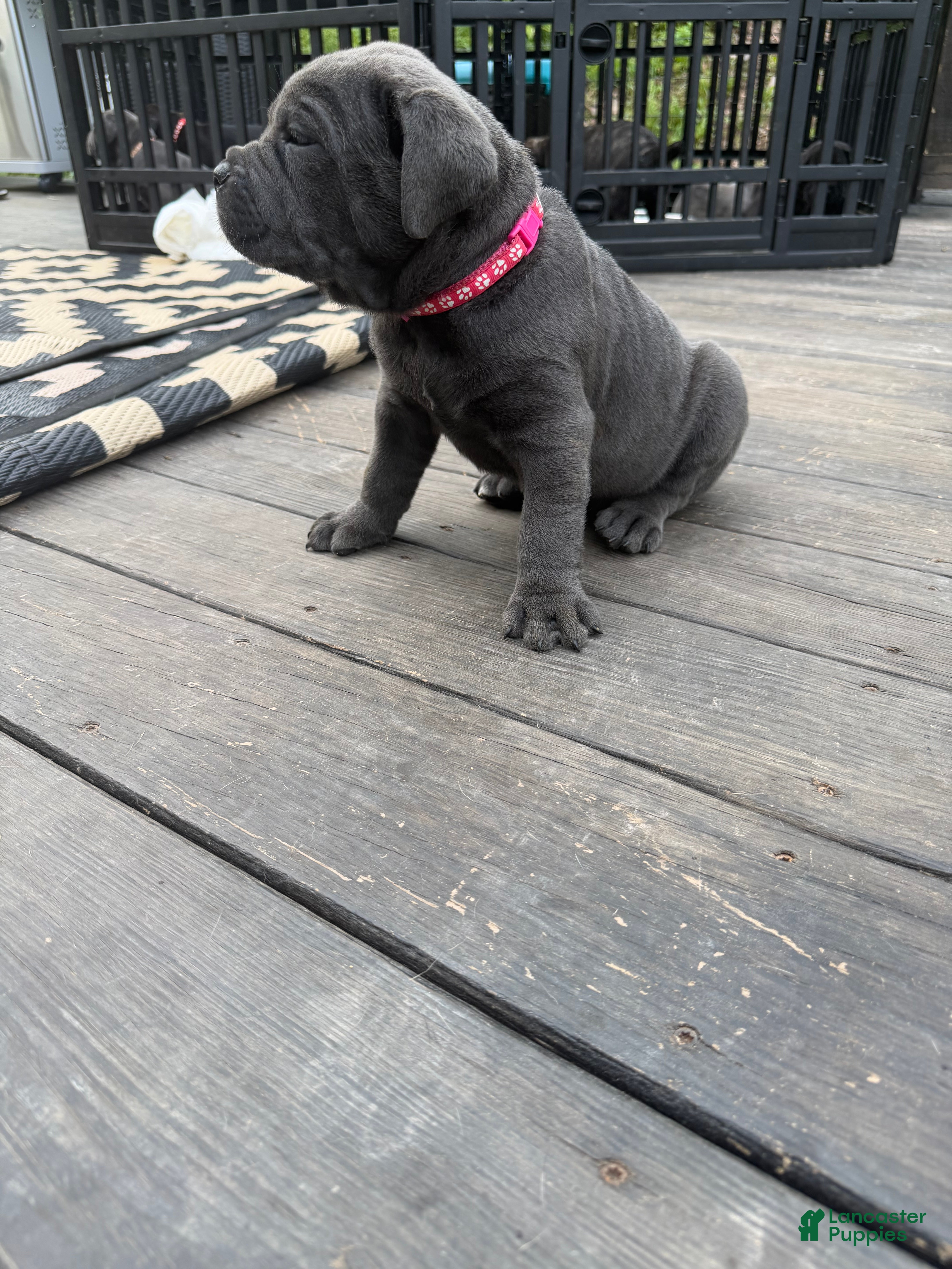 Cane Corso dogs Dark Pink Collar -Griselda - Ad 2