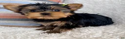 Yorkshire Terrier dogs for sale: Ivy - Ad 2