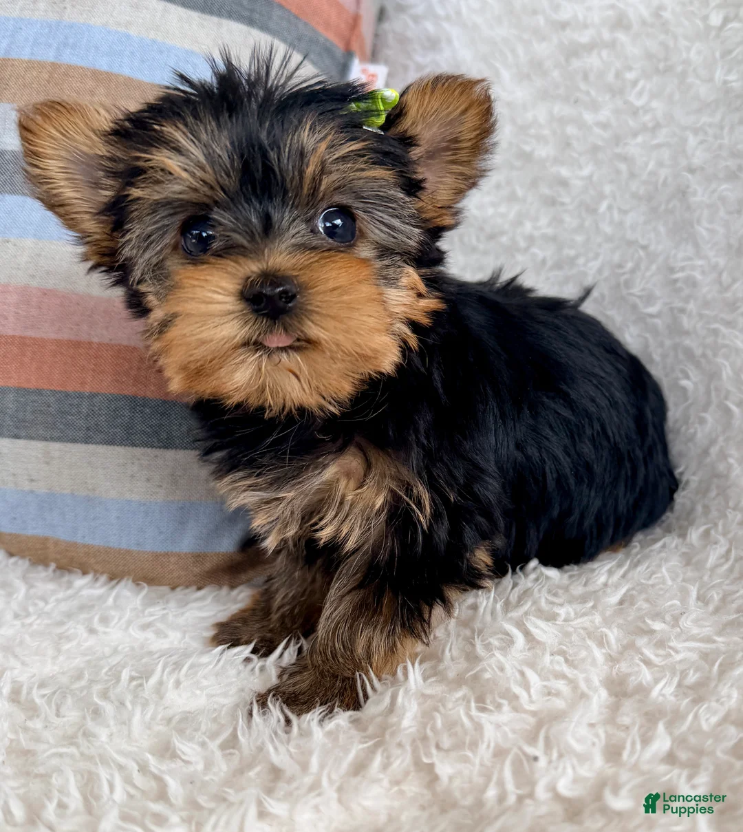 Yorkshire Terrier dogs for sale: Ivy - Ad 2
