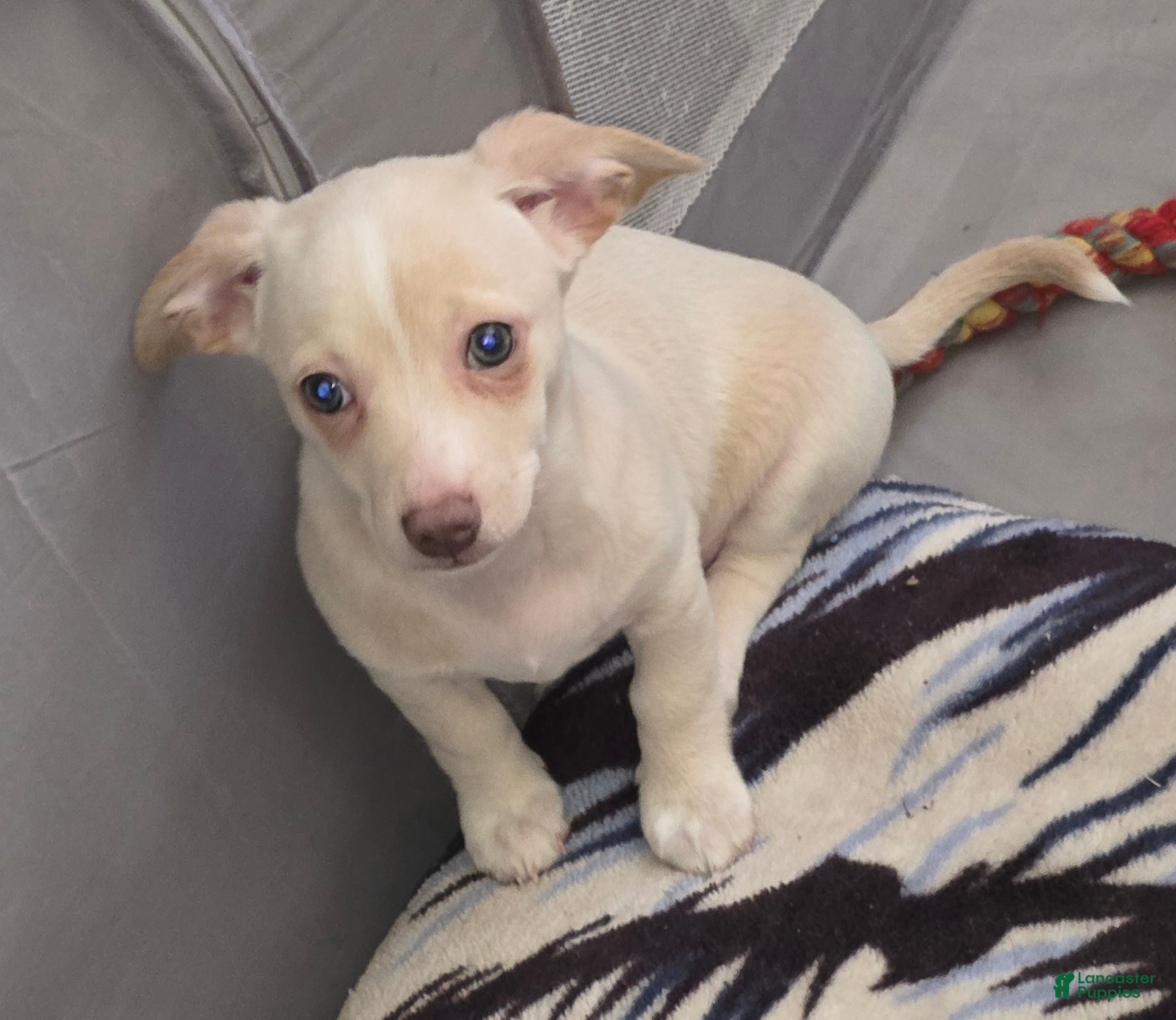 Chiweenie dogs Chiweenie Puppy 4 - Ad 2