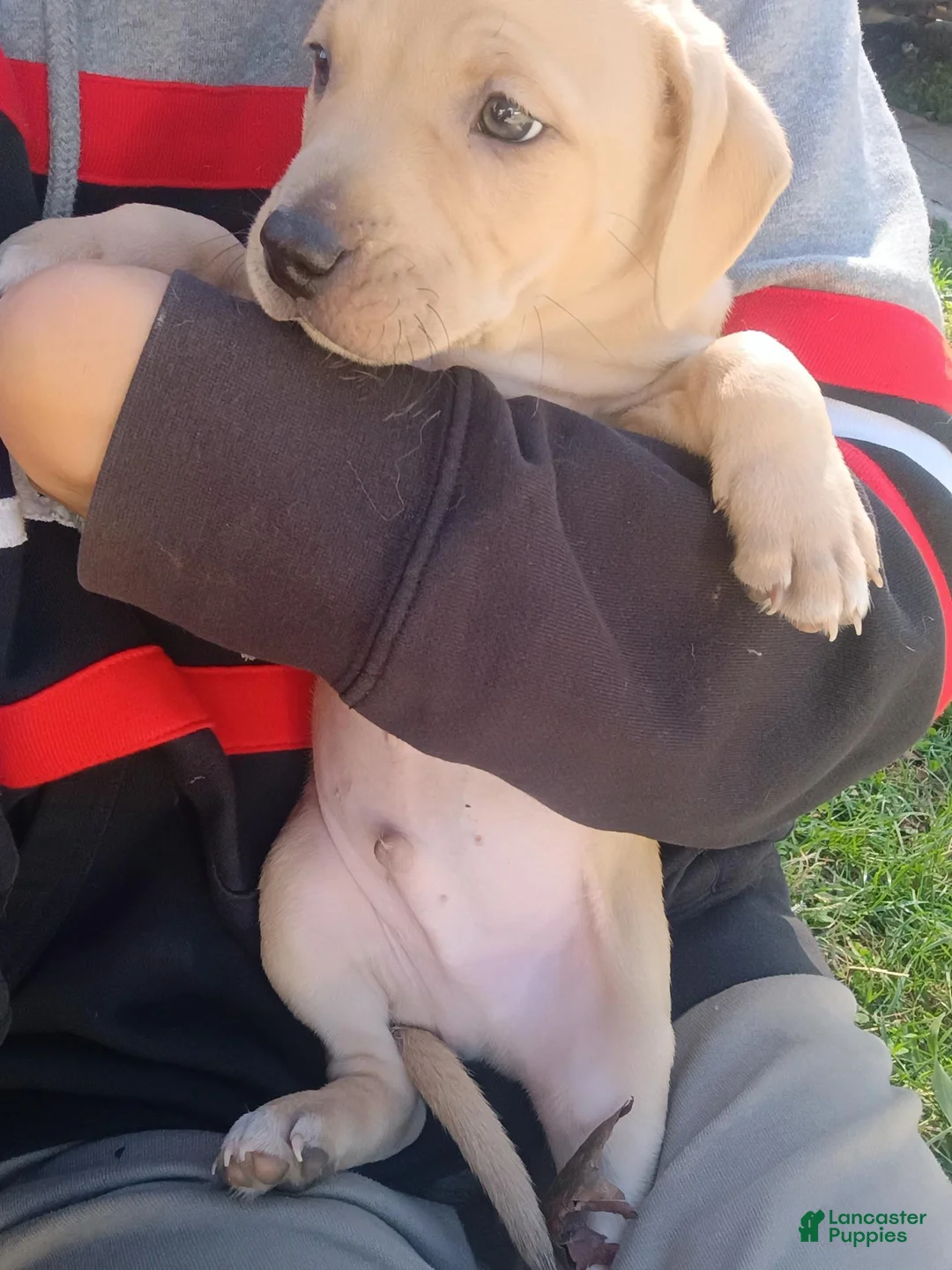 Mixed Breed dogs for sale: Blacknose Male 2 - Ad 2