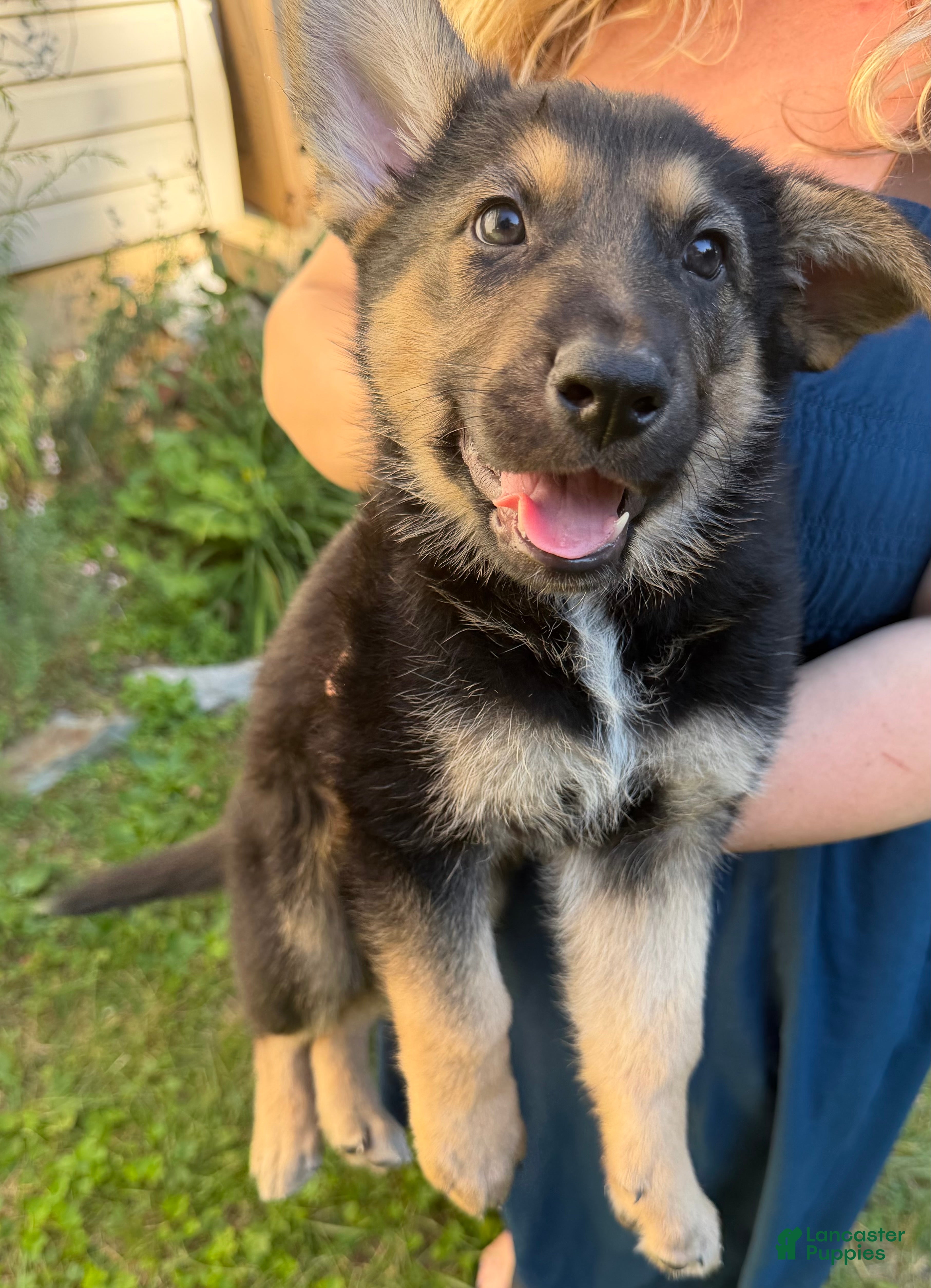 German Shepherd dogs Ranger - Ad 8