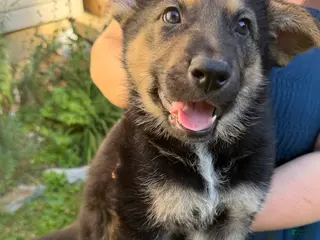 German Shepherd dogs Ranger - Ad 8