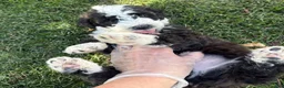 Bernedoodle dogs for sale: Bones - Ad 2