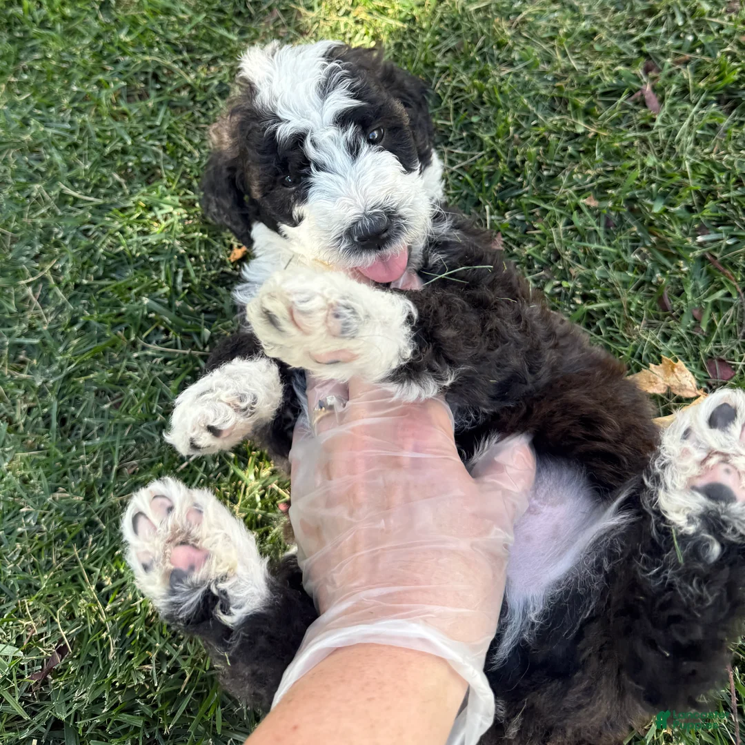 Bernedoodle dogs for sale: Bones - Ad 2