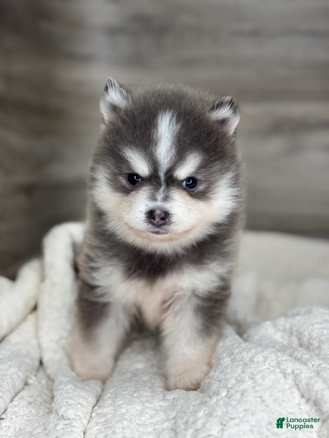 Pomsky dogs for sale: Greg - Ad 4