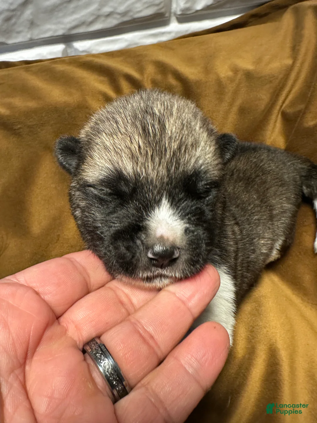 Akita dogs for sale: Halo - Ad 1