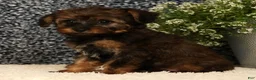 Yorkiepoo dogs for sale: Unice - Ad 8