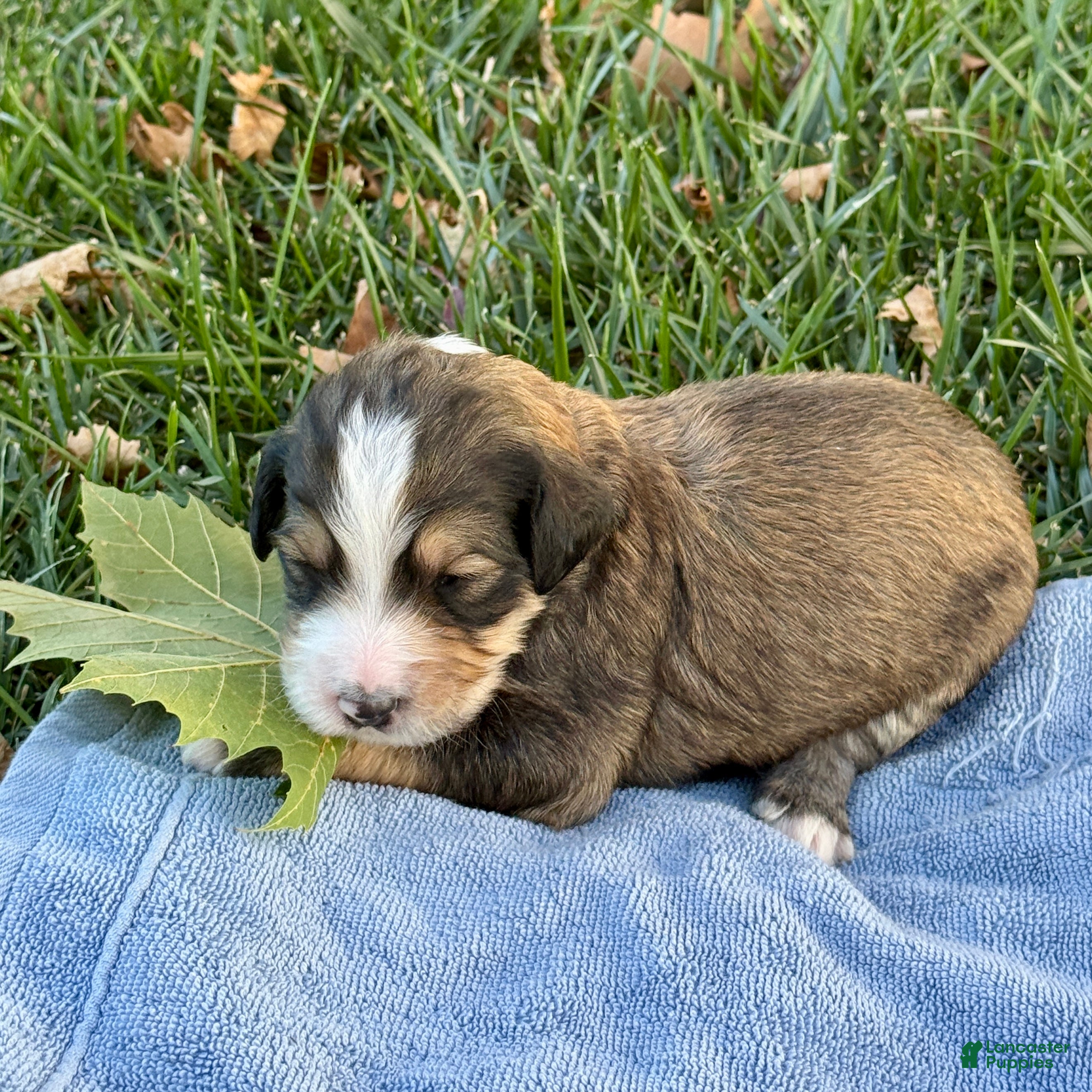 Bernedoodle dogs Wolfie - Ad 1