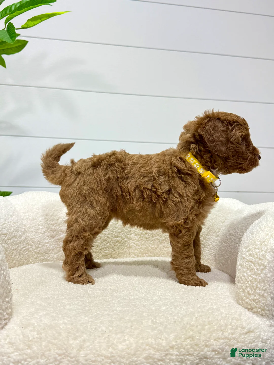 Mini Goldendoodle dogs for sale: Lilah  🐶💕 - Ad 2