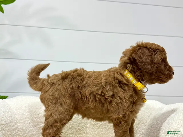 Mini Goldendoodle dogs for sale: Lilah 🐶💕 - Ad 2