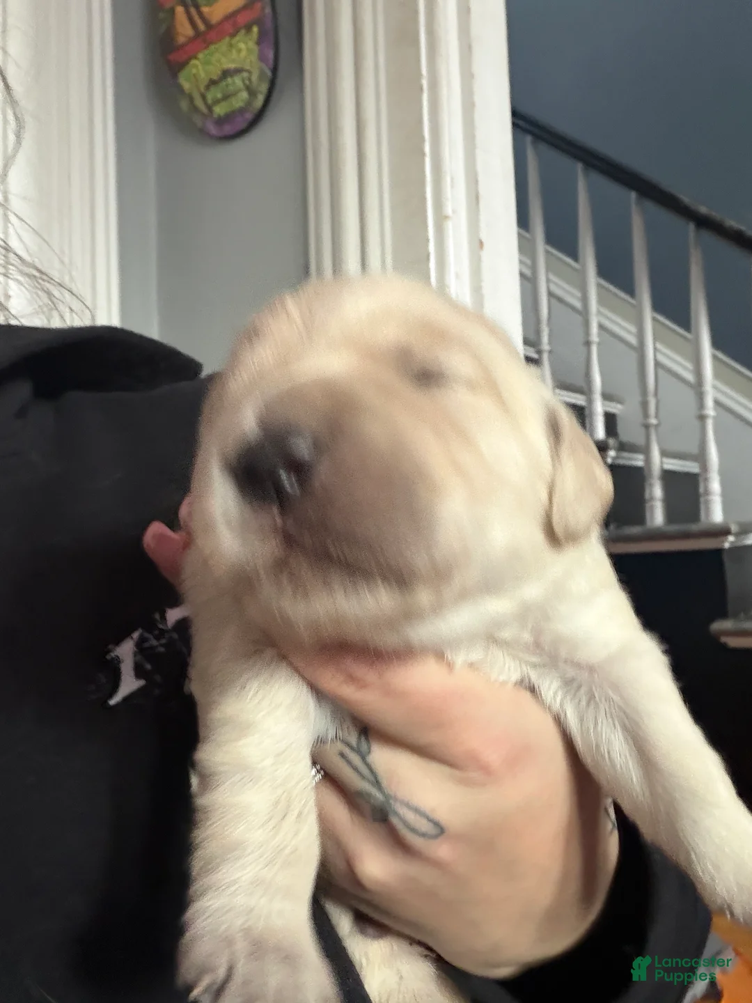 Golden Retriever dogs for sale: Golden Retriever Puppy 2 Pink - Ad 12