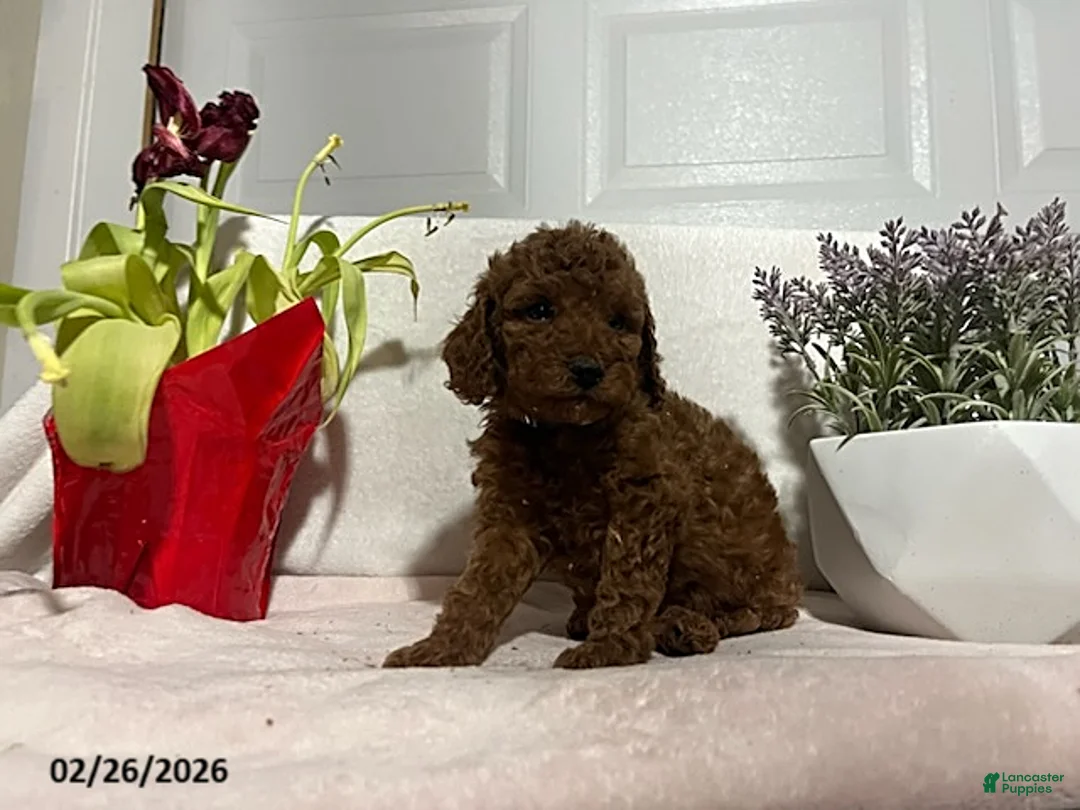 Miniature Poodle dogs for sale: Milo - Ad 4