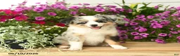 Toy Australian Shepherd dogs for sale: Amber - Ad 2