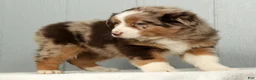 Australian Shepherd dogs for sale: Fluffy - Ad 5