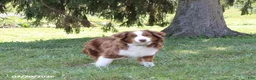 Australian Shepherd dogs for sale: Maverick - Ad 6