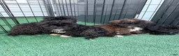 Shihpoo dogs for sale: Benny - Ad 3