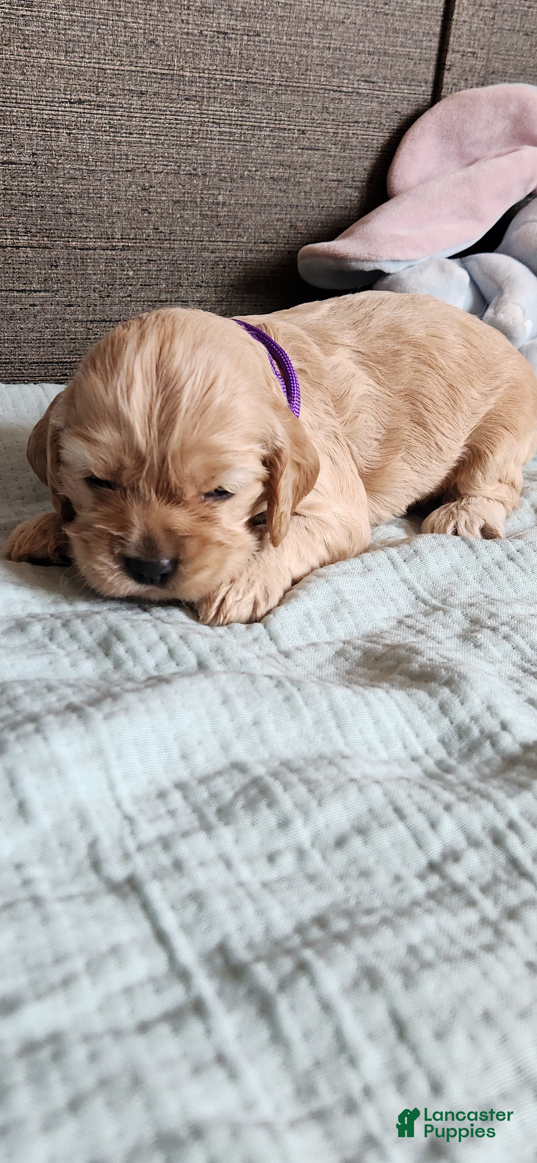 Cocker Spaniel dogs Cocker Spaniel 8 - Ad 1